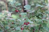 Cotoneaster melanocarpus