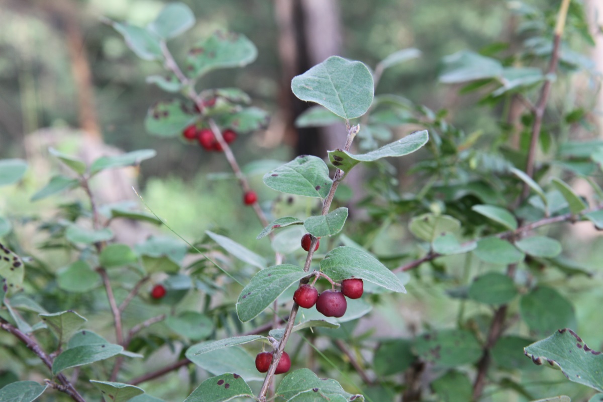 Image of Cotoneaster melanocarpus specimen.