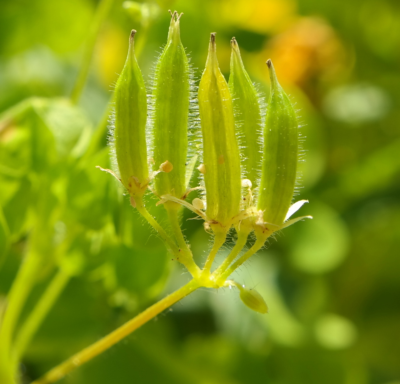 Image of Oxalis stricta specimen.