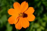 Cosmos sulphureus