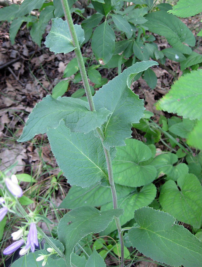 Изображение особи Campanula bononiensis.