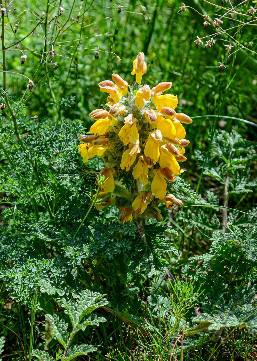 Image of Phlomoides speciosa specimen.