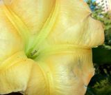 Brugmansia