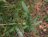 Cirsium setosum. Часть побега с галлом. Костромская обл., Кологривский р-н, окр. деревни Козлово, луг в смешанном лесу на месте старой вырубки. 28 августа 2020 г.