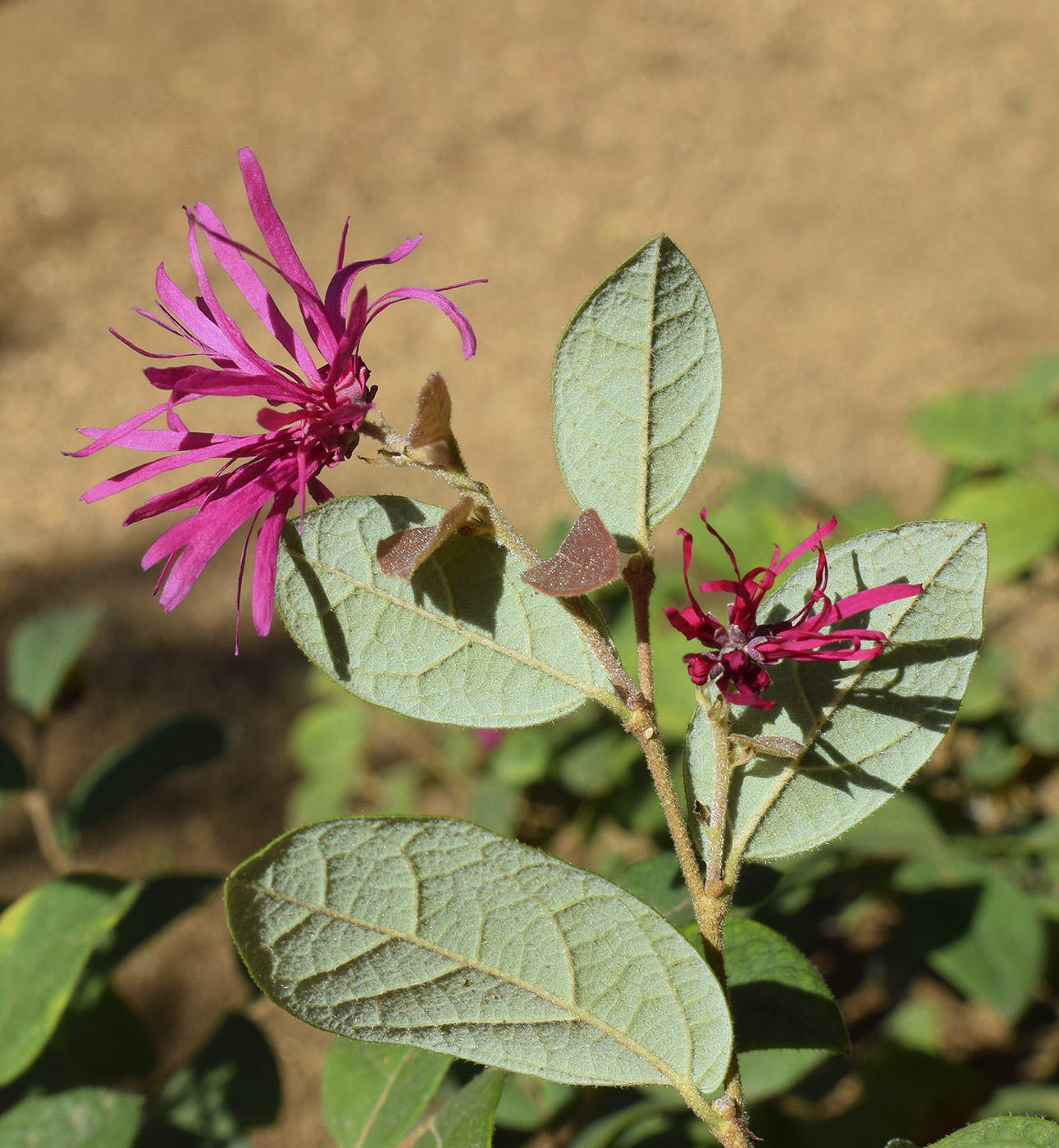 Изображение особи Loropetalum chinense var. rubrum.