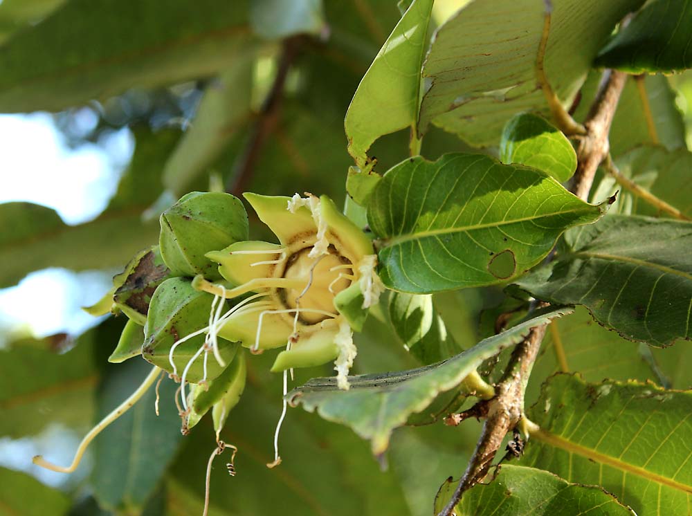 Image of Duabanga grandiflora specimen.