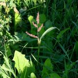 Echinochloa crus-galli