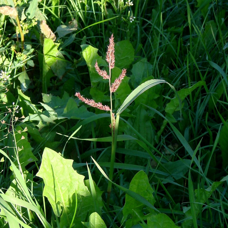 Изображение особи Echinochloa crus-galli.