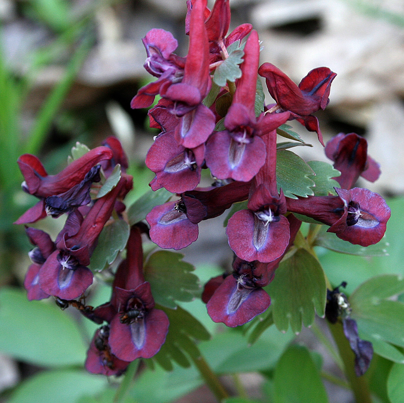 Image of Corydalis solida specimen.