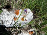 Polygala tenuifolia