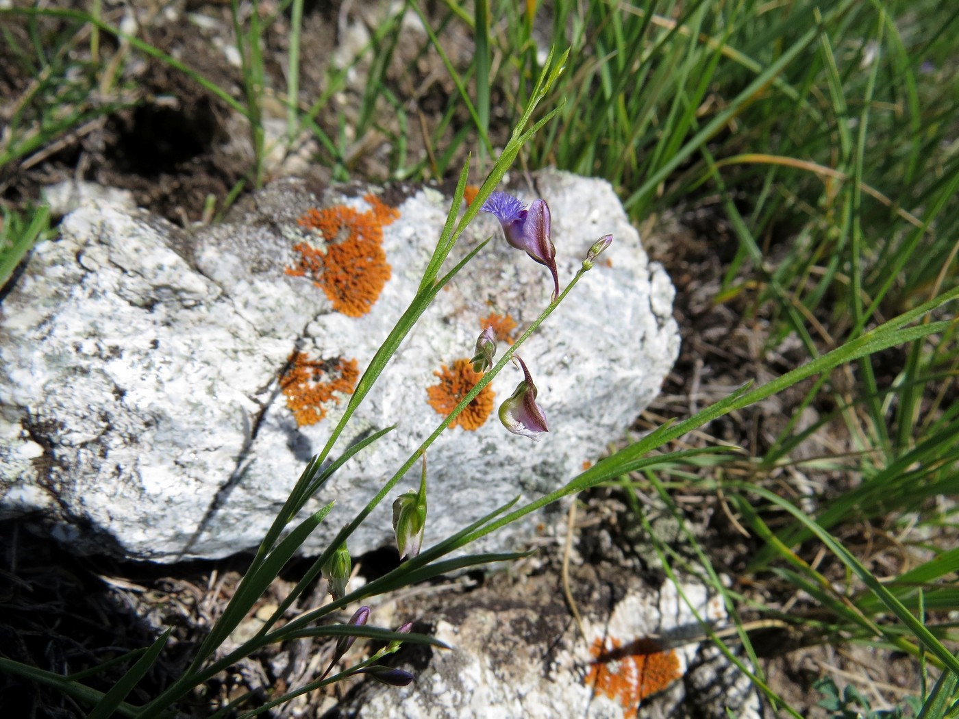Image of Polygala tenuifolia specimen.
