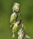 Melica nutans. Часть соцветия. Приморский край, Шкотовский р-н, окр. с. Новонежино, сырой луг. 03.06.2020.