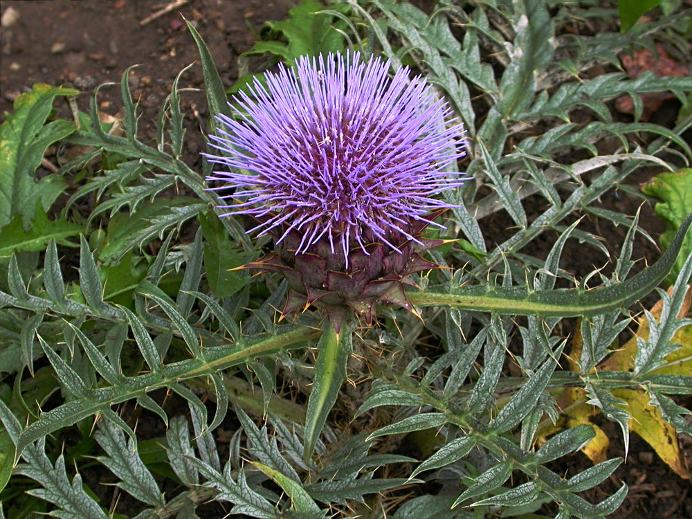 Изображение особи Cynara scolymus.