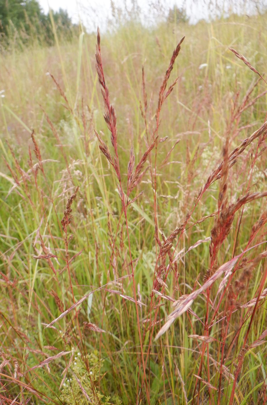 Image of Festuca rubra specimen.