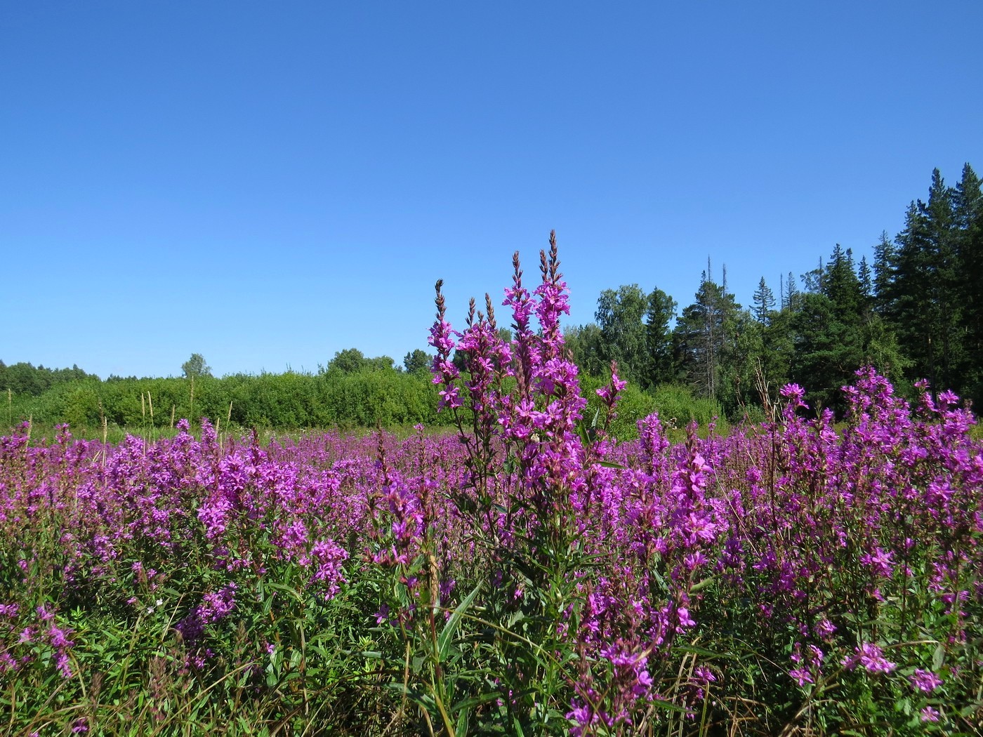 Изображение особи Lythrum salicaria.