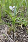 Viola accrescens