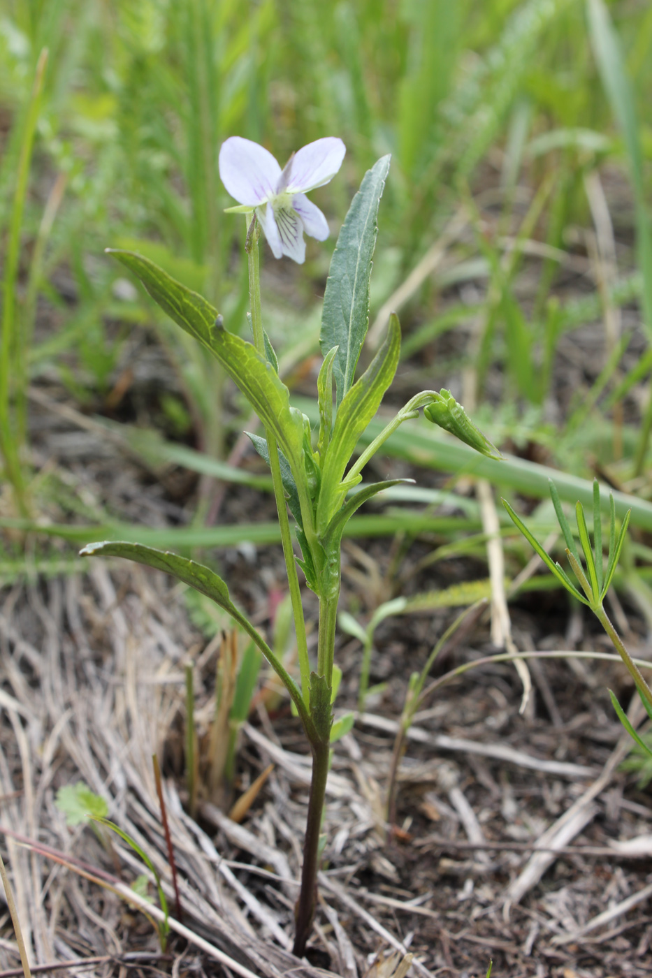 Изображение особи Viola accrescens.