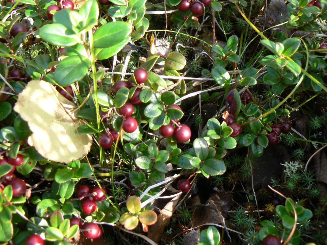 Image of Vaccinium vitis-idaea specimen.