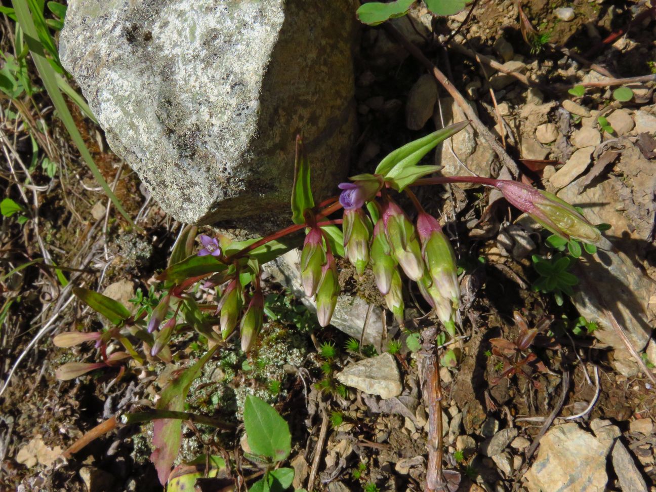 Изображение особи Gentianella amarella.