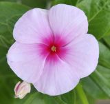 Catharanthus roseus