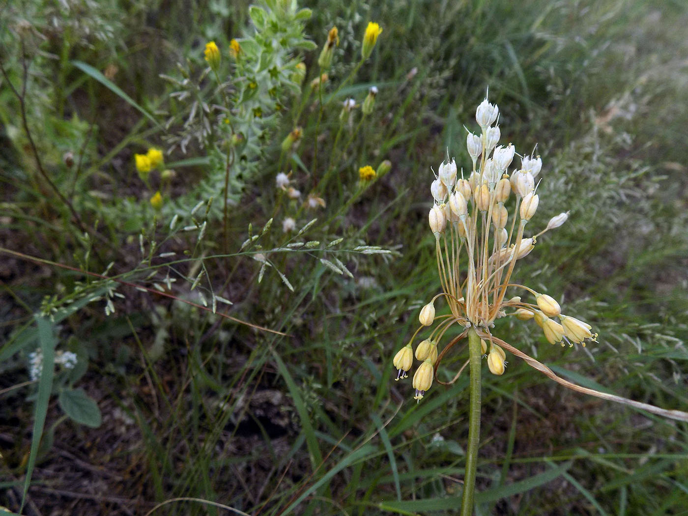Image of Allium paczoskianum specimen.