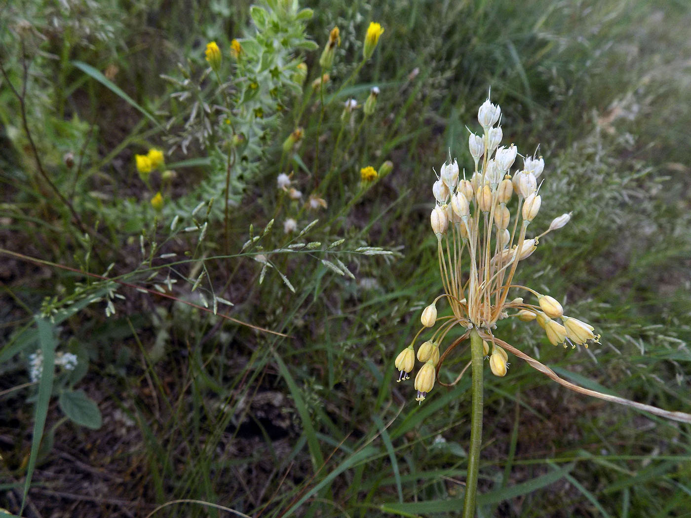 Изображение особи Allium paczoskianum.