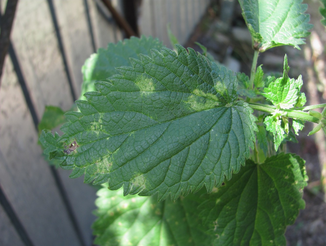 Изображение особи Urtica dioica.