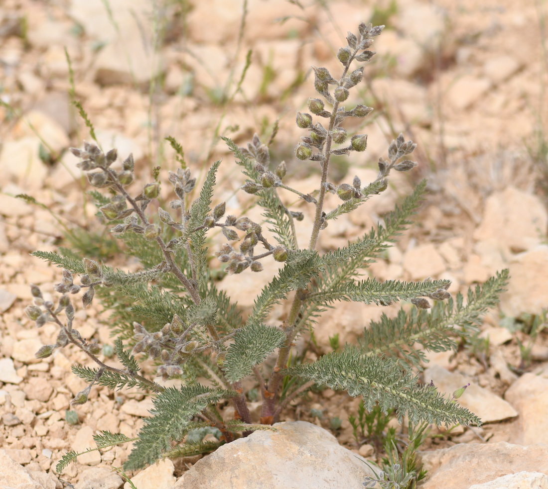 Image of Biebersteinia multifida specimen.