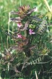 Pedicularis palustris. Цветущее растение на заболоченном лугу. Ленинградская обл., Нижнесвирский заповедник, сырой луг на берегу р. Свири. Июль.