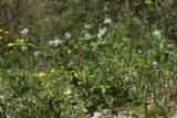 Asperula caucasica