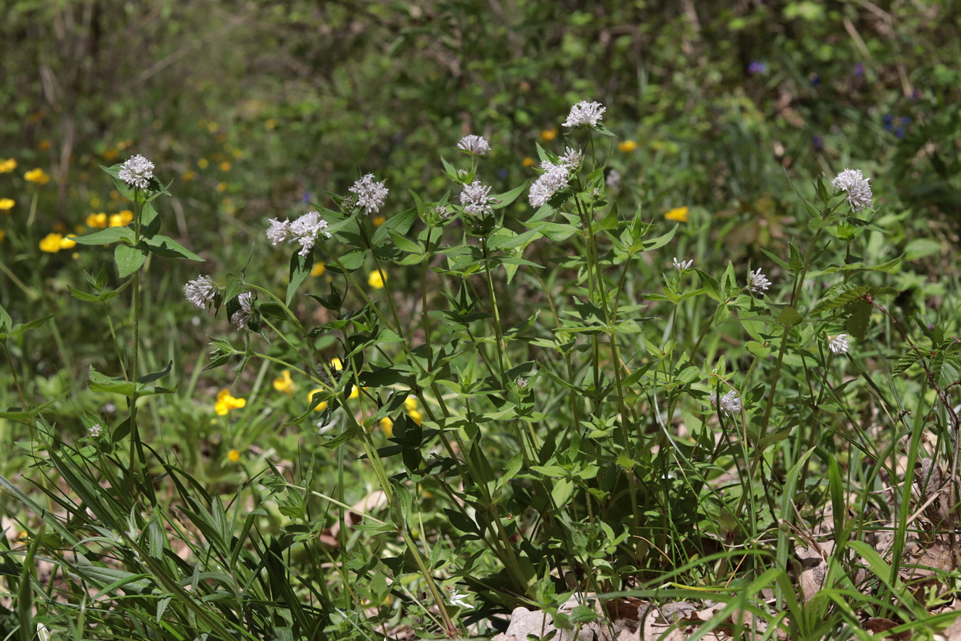 Изображение особи Asperula caucasica.