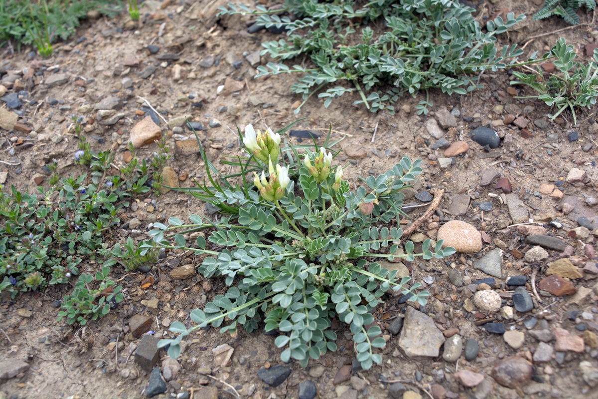 Изображение особи род Oxytropis.