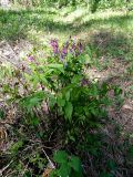 Lathyrus vernus