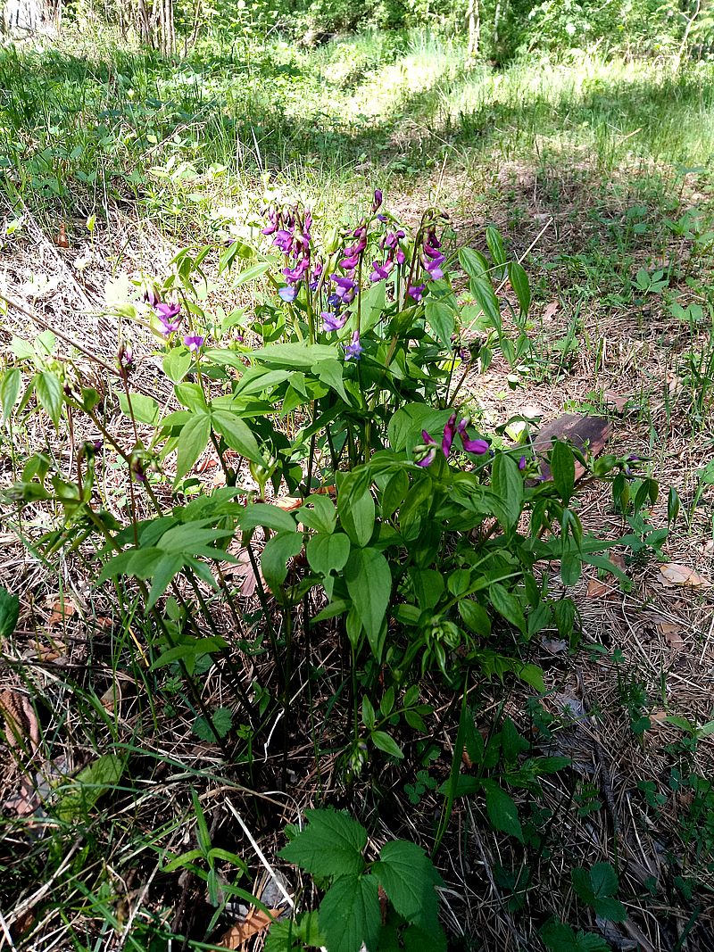 Image of Lathyrus vernus specimen.