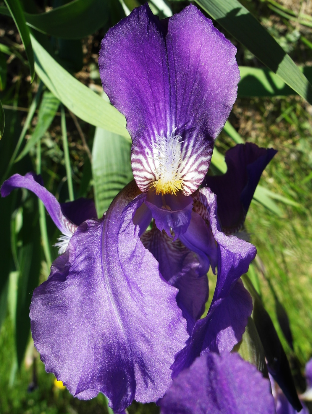 Image of Iris nyaradyana specimen.