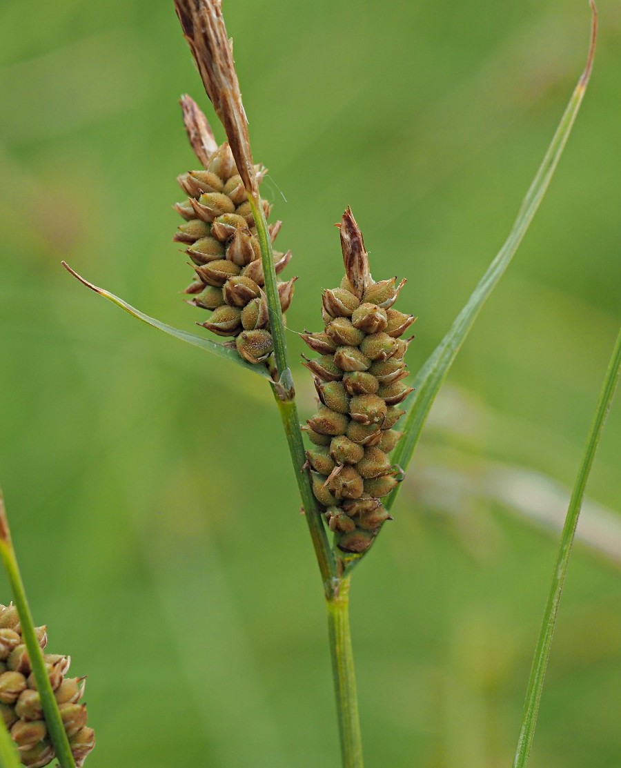 Image of Carex tomentosa specimen.