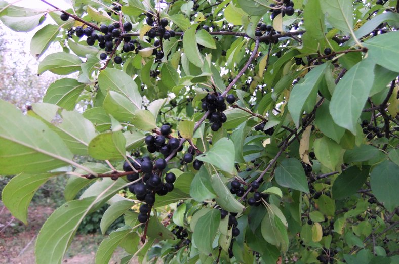 Image of Rhamnus cathartica specimen.