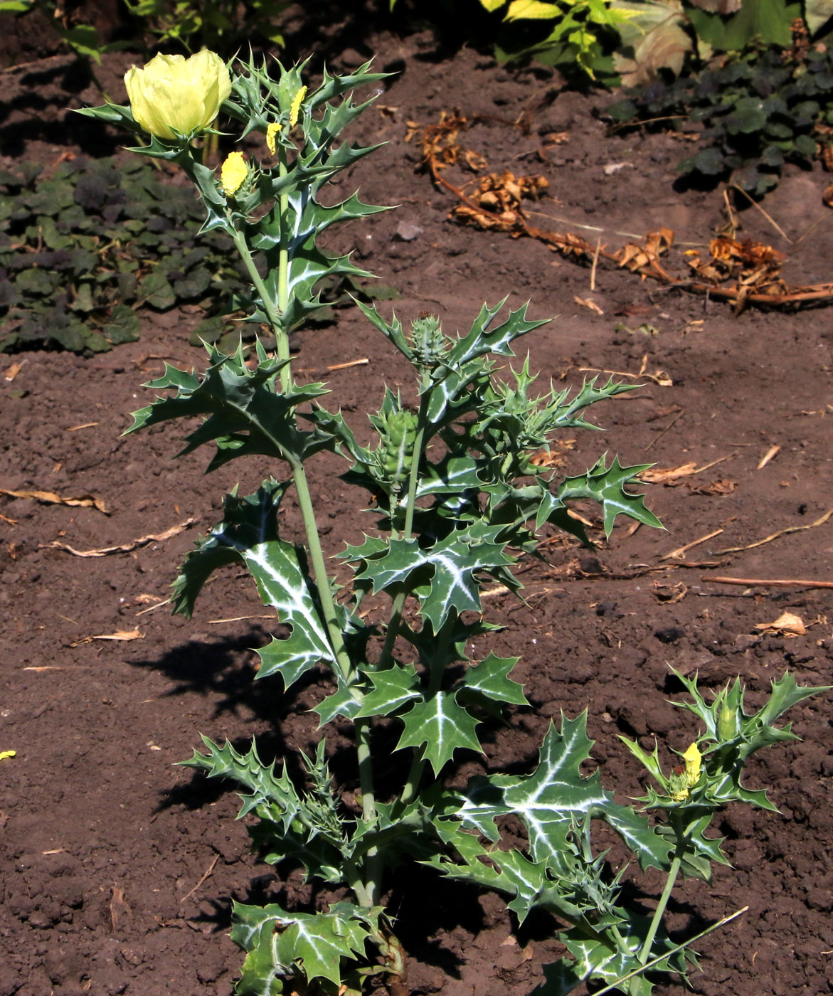 Изображение особи Argemone ochroleuca.