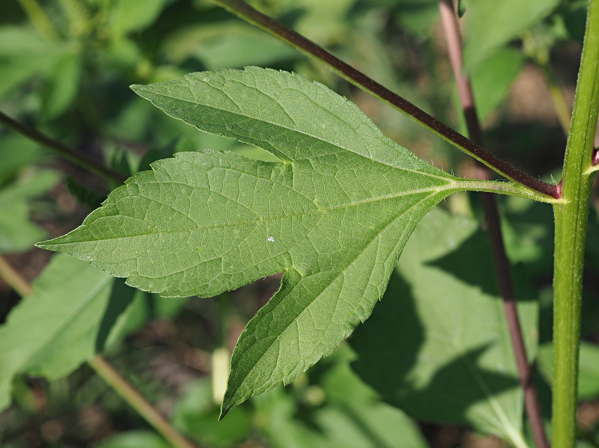 Image of Ambrosia trifida specimen.