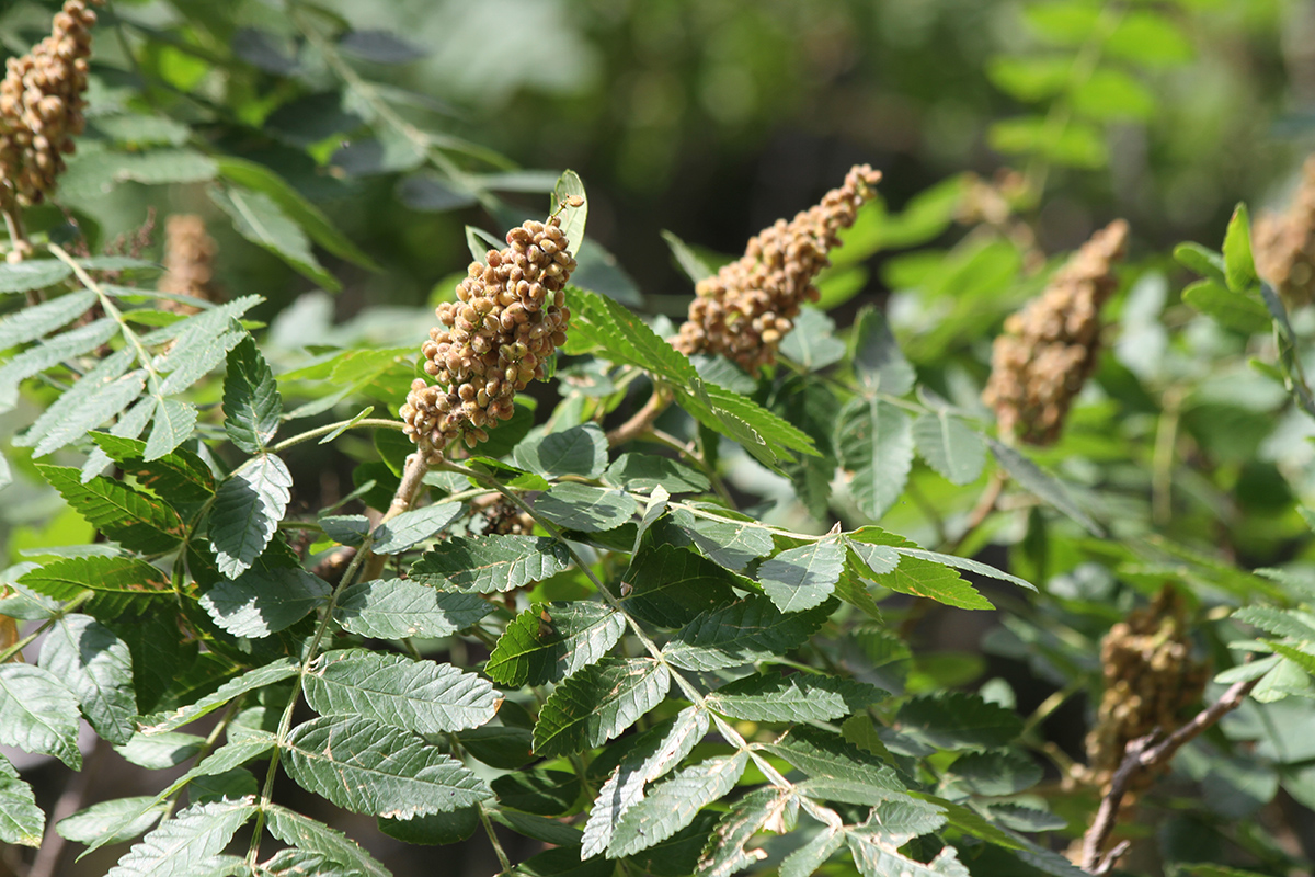 Image of Rhus coriaria specimen.