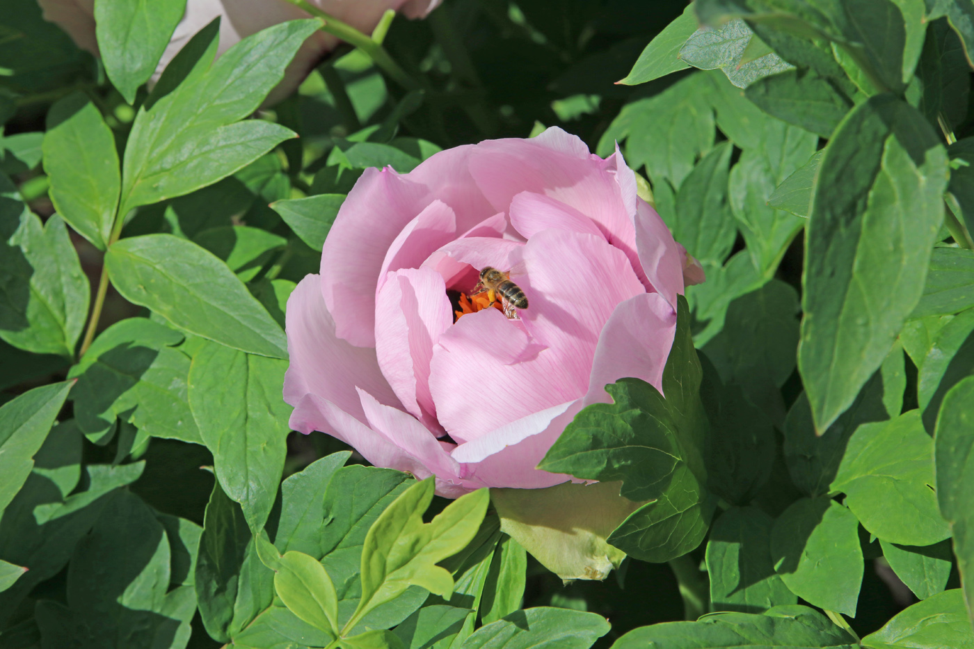 Image of Paeonia suffruticosa specimen.