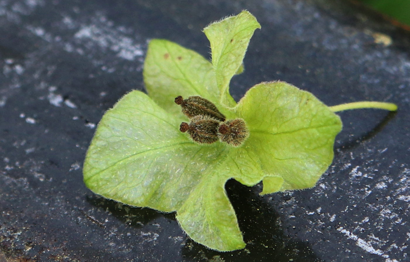 Image of Oxybaphus nyctagineus specimen.