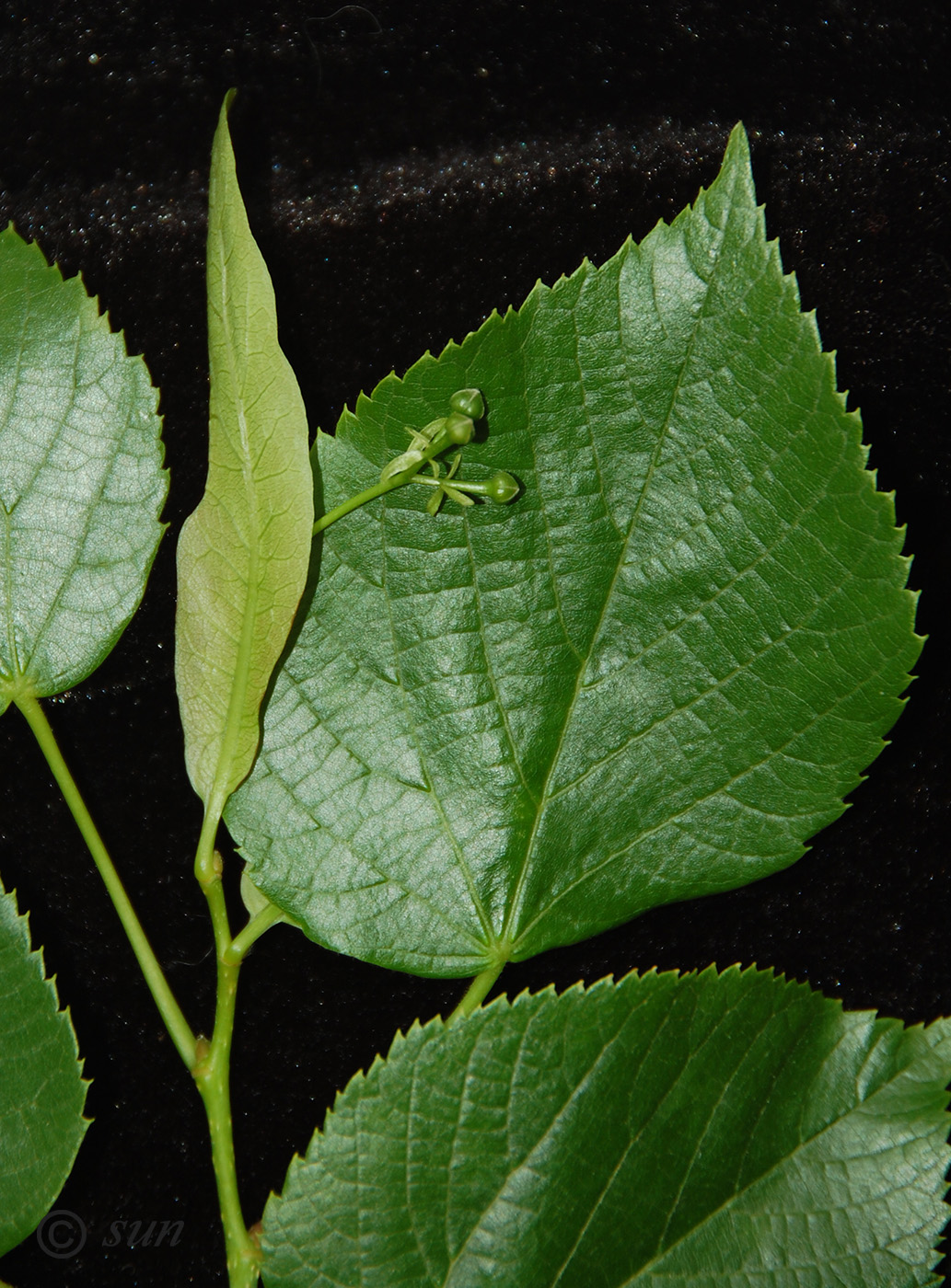 Image of Tilia amurensis specimen.