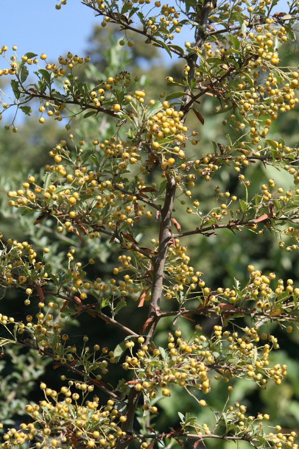 Image of Pyracantha crenulata specimen.