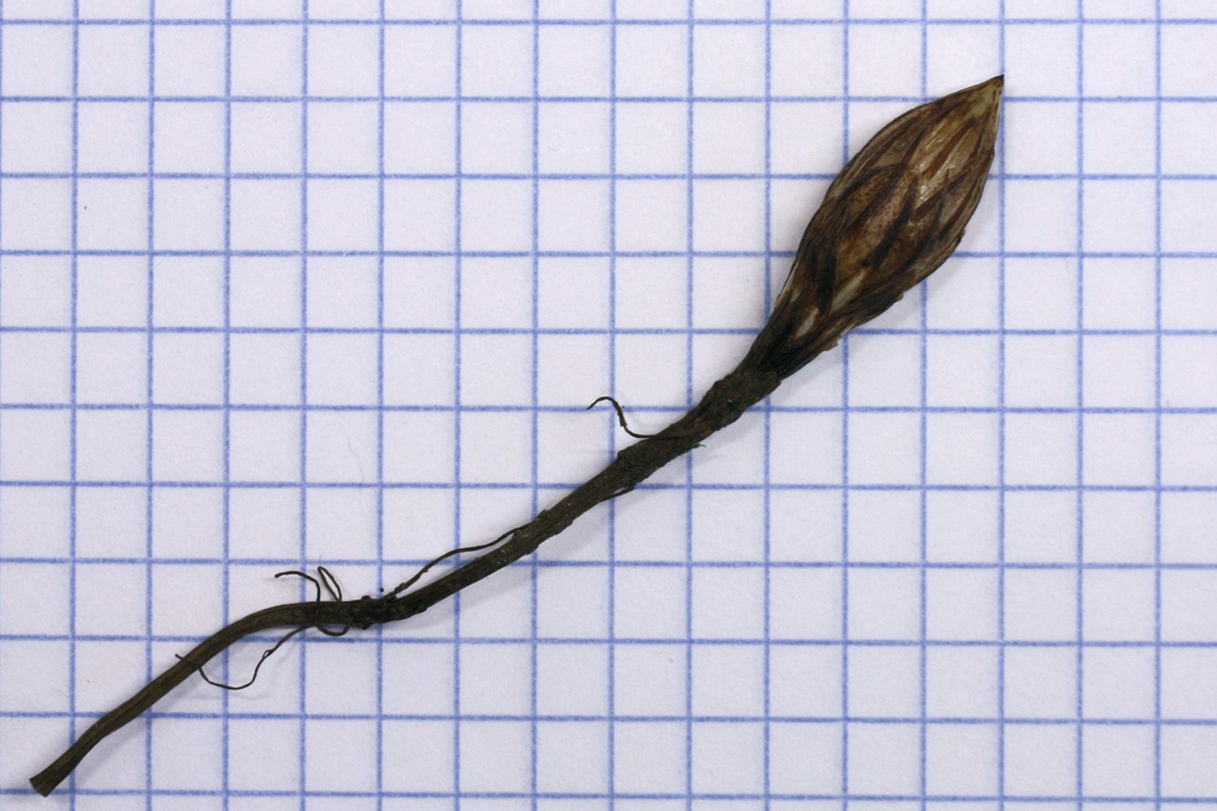 Image of Equisetum sylvaticum specimen.