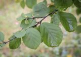 Betula humilis