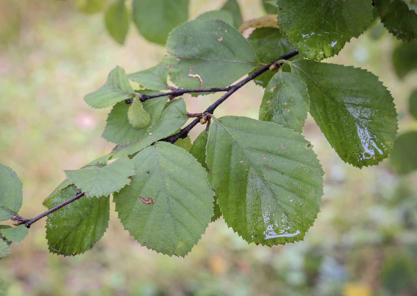 Image of Betula humilis specimen.