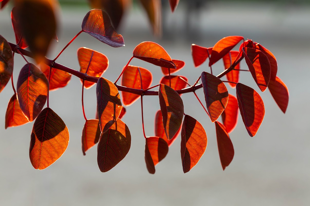 Image of Euphorbia cotinifolia specimen.