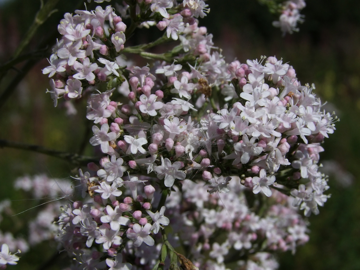 Изображение особи Valeriana transjenisensis.