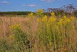 Solidago canadensis